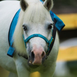 Team Page: Stand up for Mental Health